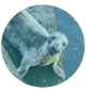 seal -1